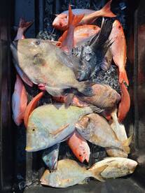 Offshore Trip / Bottom Fishing