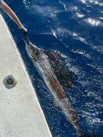 Fort Lauderdale Report Photo 1