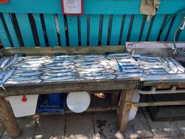 Murrells Inlet Report Photo 2