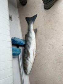 Striped bass open boat 