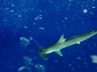 Le Morne Report Photo 1