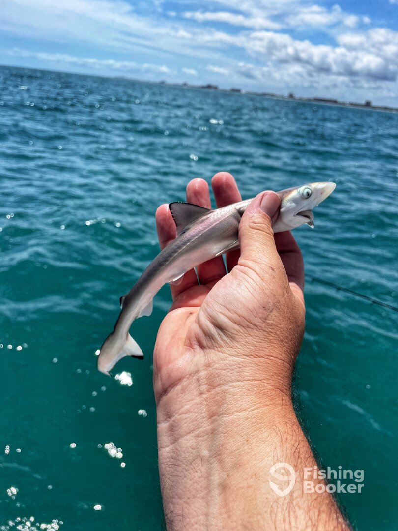 Port Orange Report Photo 0