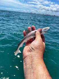 Shark bite capital of the world! 