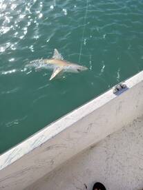 Couple of 4 ft sharks today.