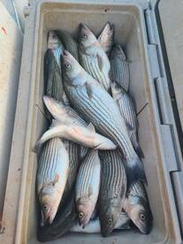 Fish on  catching limits in one hr or l