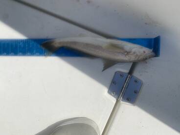 Buck Nasty Charters Beaufort Inlet scout