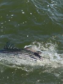 Striped bass bite is hot