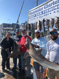 Black Tip Sharks