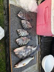 Beautiful spring weather to catch fish t