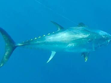 Blue Fin Tuna 350 kgs