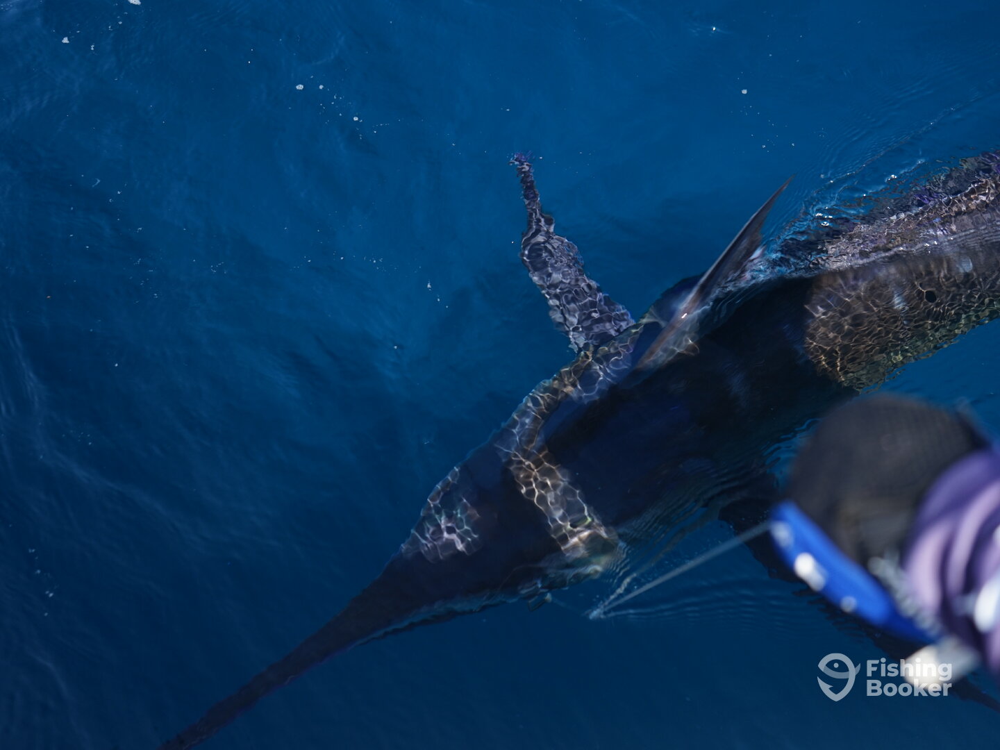 Herradura Report Photo 0
