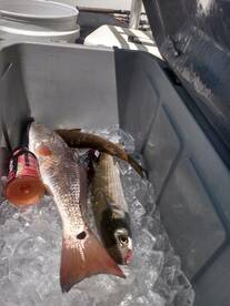 Panama City Beach Report Photo 1