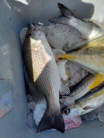 Still a good little bite.