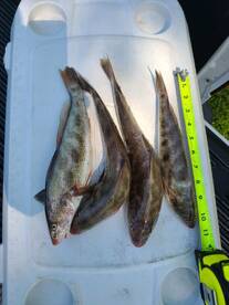 Buck Nasty Charters Spanish and sea mull