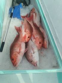 Destin Report Photo 2