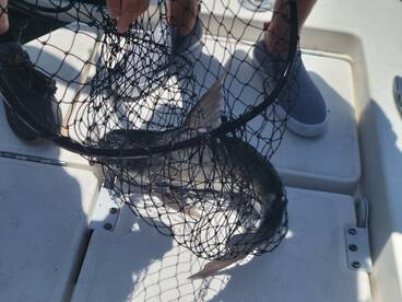 Port Orange Report Photo 2