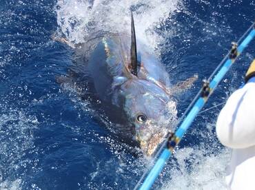 Live bait for Giant Bluefin Tuna!