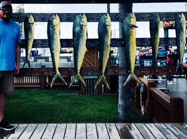 More Mahi Mahi