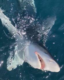 Shalimar Report Photo 1