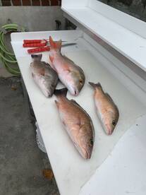 Bringing Home the Snappers