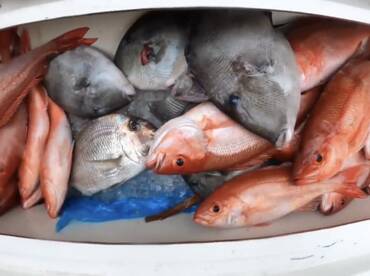 Excellent bottom fishing limit of snappe