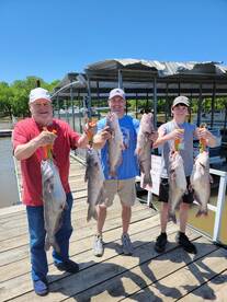 Blue cats are on fire ?  time-sensitive 