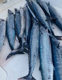 Sandys Report Photo 1
