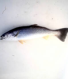 Weakfish scout went great!