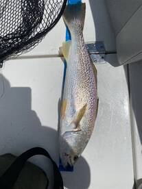 Emerald Isle Report Photo 2