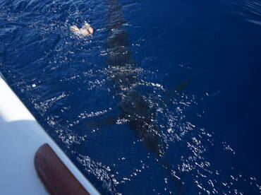 Herradura Report Photo 2
