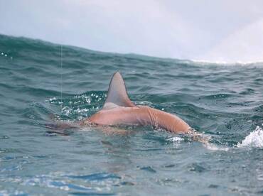 Emerald Isle Report Photo 1