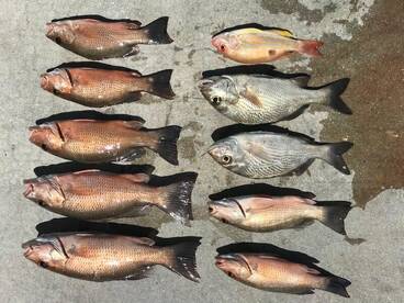 Islamorada Report Photo 1