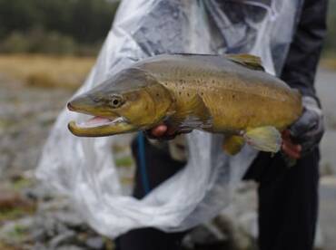 October - Fly Fishing in New Zealand