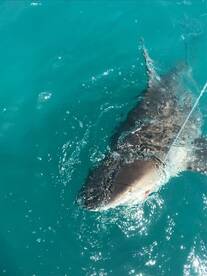 Islamorada Report Photo 1
