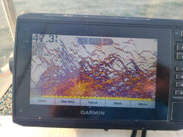 Fish are going crazy 