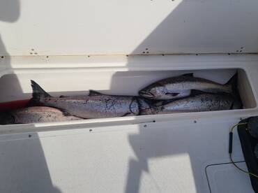The Chinook Salmon are on the chomp 