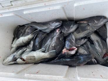 Open Day Sea Bass GOOD!