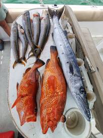 trophy sized strawberry groupers