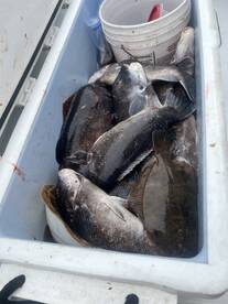 Dennis Report Photo 2