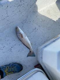 Galveston Report Photo 2