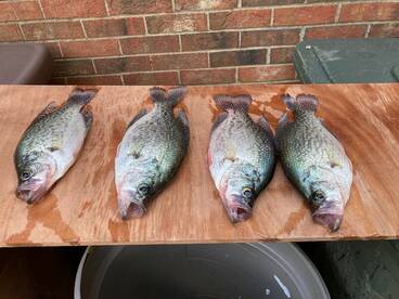 The Crappie are getting more active
