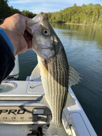 Great action lately!