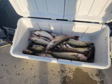 The bite is getting good 