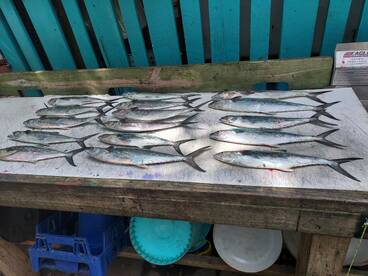 Murrells Inlet Report Photo 1