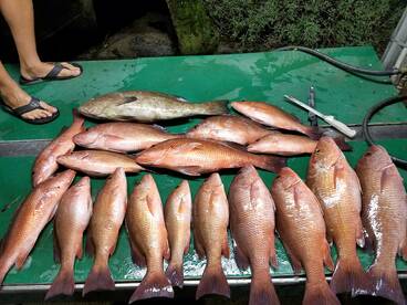 Past few weeks out on the reef