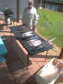 Spanish Macks been chewing! One of my mo