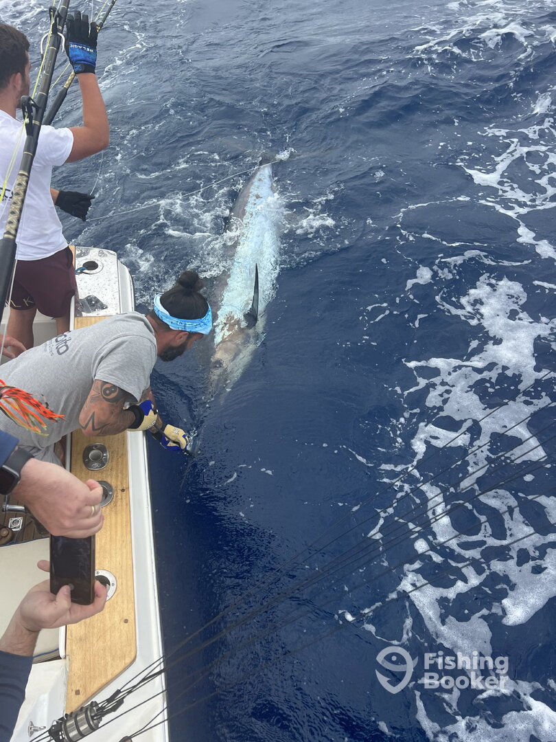 Release of est. 600lb Blue Marlin