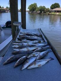 Over 50 Big Trout in Lake Pontchartrain!