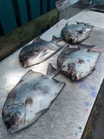 Murrells Inlet Report Photo 1