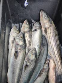 NOTHING BETTER THAN BASS & BLUES